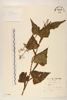 山萵苣藏品圖，第1張