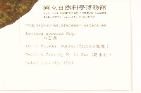 山萵苣藏品圖，第2張