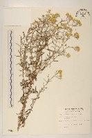 秋鼠麴草藏品圖，第1張