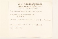 秋鼠麴草藏品圖，第2張