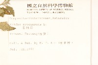 長柄菊藏品圖，第2張