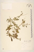 長柄菊藏品圖，第1張