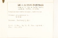 長柄菊藏品圖，第2張