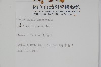 塊莖蘆莉草、紫莉花、藍蘆莉、球根蘆莉藏品圖，第2張