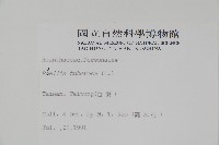 塊莖蘆莉草、紫莉花、藍蘆莉、球根蘆莉藏品圖，第2張