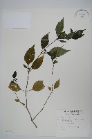 長花九頭獅子草、山藍藏品圖，第1張