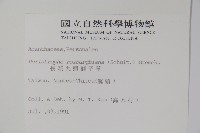 長花九頭獅子草、山藍藏品圖，第2張