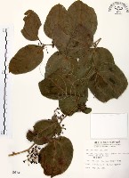 糙莖菝契藏品圖，第1張