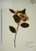 野牡丹藏品圖，第1張