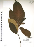 水冬瓜藏品圖，第1張