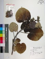 黃槿藏品圖，第1張