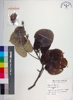 黃槿藏品圖，第1張