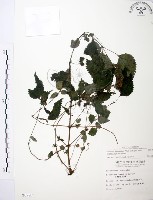 長梗盤花麻藏品圖，第1張