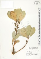 鵝鑾鼻蔓榕藏品圖，第1張