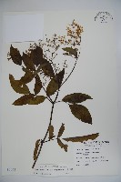 冇骨消藏品圖，第1張