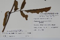 冇骨消藏品圖，第2張