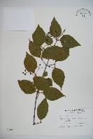 紅子莢迷藏品圖，第1張