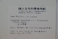 紅子莢迷藏品圖，第2張