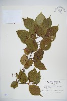 紅子莢迷藏品圖，第1張