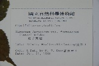 紅子莢迷藏品圖，第2張