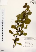 灰木藏品圖，第1張