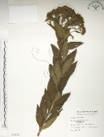 臺灣繡線菊藏品圖，第1張