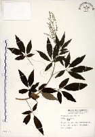 黃荊藏品圖，第1張