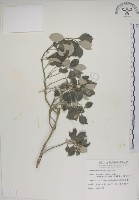 海埔姜藏品圖，第1張