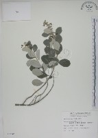 海埔姜藏品圖，第1張