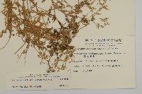 卷耳藏品圖，第2張