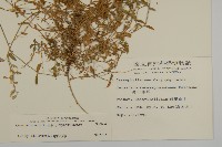 卷耳藏品圖，第2張