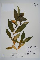 南洋馬蹄花藏品圖，第1張