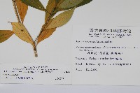 南洋馬蹄花藏品圖，第2張