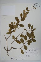 武靴藤藏品圖，第1張