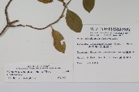 武靴藤藏品圖，第2張