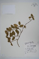 武靴藤藏品圖，第1張