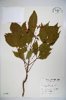 魚木藏品圖，第1張