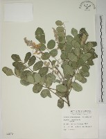 毛苦參藏品圖，第1張