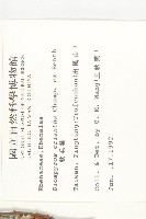 軟毛柿藏品圖，第2張