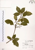 石苓舅藏品圖，第1張