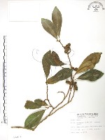 烏心石藏品圖，第1張