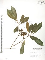 烏心石藏品圖，第1張