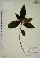 野牡丹藏品圖，第1張