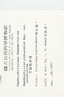 五蕊虎皮楠藏品圖，第2張