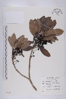 五蕊虎皮楠藏品圖，第1張