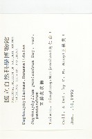 五蕊虎皮楠藏品圖，第2張