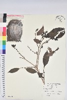 刺杜密藏品圖，第1張