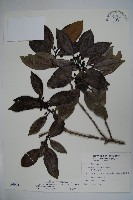 松田氏冬青藏品圖，第1張