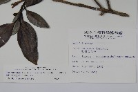 松田氏冬青藏品圖，第2張