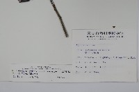 松田氏冬青藏品圖，第2張